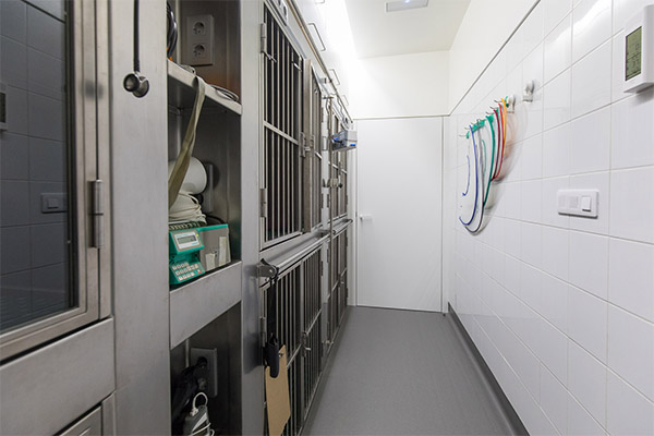 Jaulas - Centro de Cirugía Veterinaria